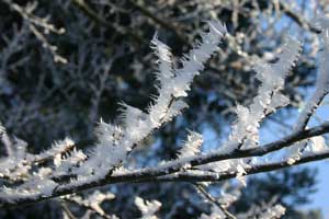 Branche couvert de gel