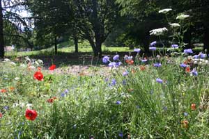 Massif de fleurs sauvages dans Parc Verlhac