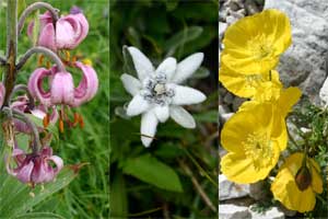 Fleurs rencontrées entre Tyrol et Dolomites